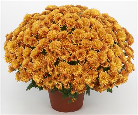 photo of flower to be used as: Pot and bedding Chrysanthemum Belgian Marjolein Orange