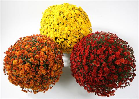 photo of flower to be used as: Pot and bedding Chrysanthemum Belgian Samini yellow red bronze