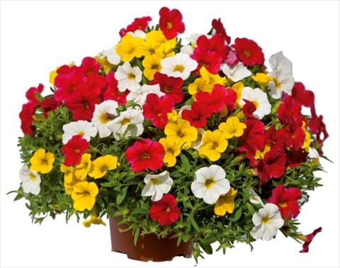 photo of flower to be used as: Pot, bedding, patio 3 Combo Colours Games Capri Mix