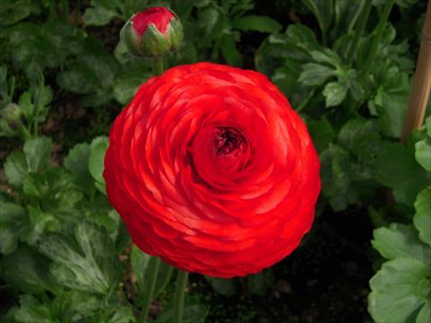 photo of flower to be used as: Cutflower Ranunculus asiaticus Success® Tango