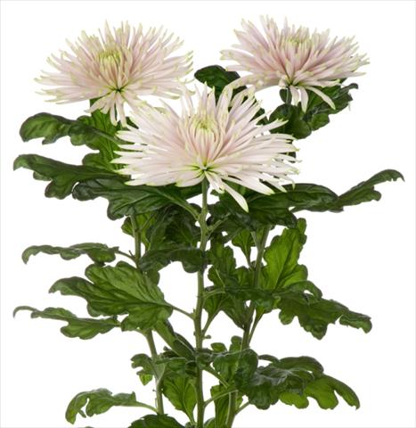 photo of flower to be used as: Cutflower Chrysanthemum Anastasia Star Pink