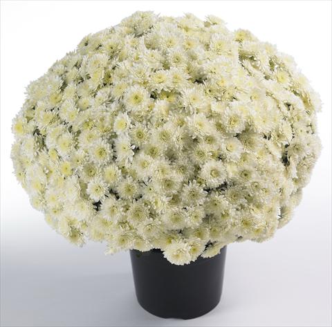 photo of flower to be used as: Pot and bedding Chrysanthemum Avalon Cream White
