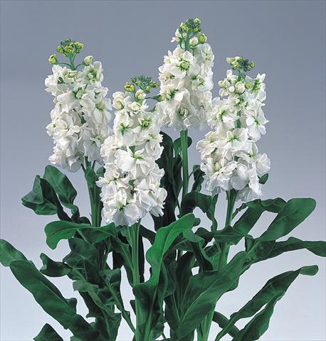 photo of flower to be used as: Bedding / border plant Matthiola incana Noble White