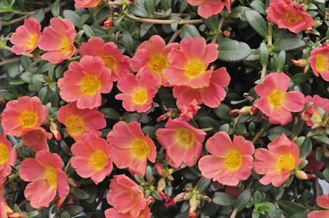 photo of flower to be used as: Bedding, patio, basket Portulaca RED FOX Cupcakes Peachy