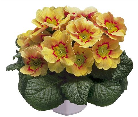 photo of flower to be used as: Pot and bedding Primula acaulis, veris, vulgaris Daniella Apricot