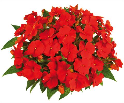 photo of flower to be used as: Pot, bedding, patio, basket Impatiens N. Guinea Tamarinda® Max fides® Orange