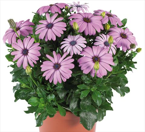 photo of flower to be used as: Pot and bedding Osteospermum Margarita Supreme fides® Lilac