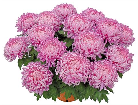 photo of flower to be used as: Pot and bedding Chrysanthemum Tatou