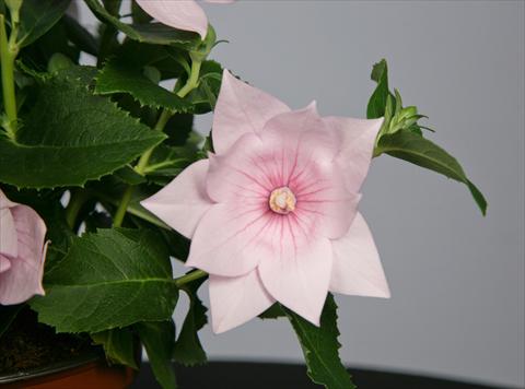 photo of flower to be used as: Pot and bedding Platycodon Astra Semi-Double Pink