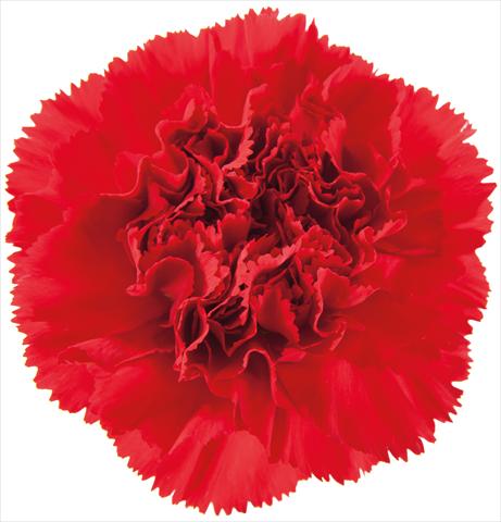 photo of flower to be used as: Cutflower Dianthus caryophyllus Ormea