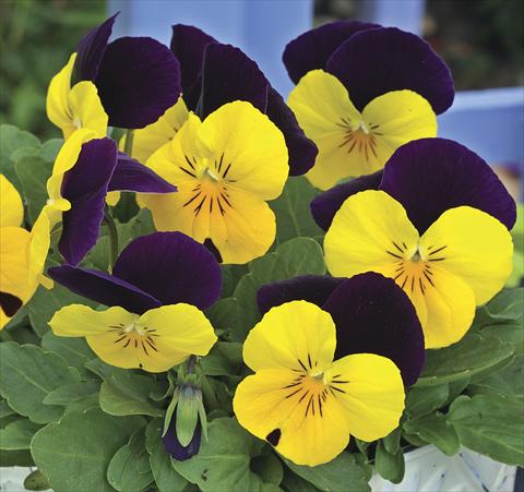 photo of flower to be used as: Bedding / border plant Viola cornuta Penny Peach Jump up