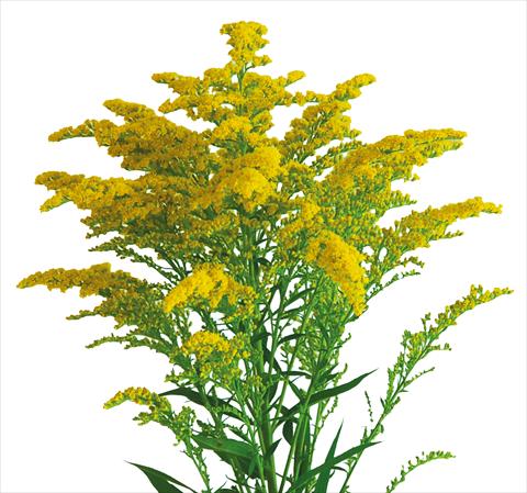 photo of flower to be used as: Cutflower Solidago Evita