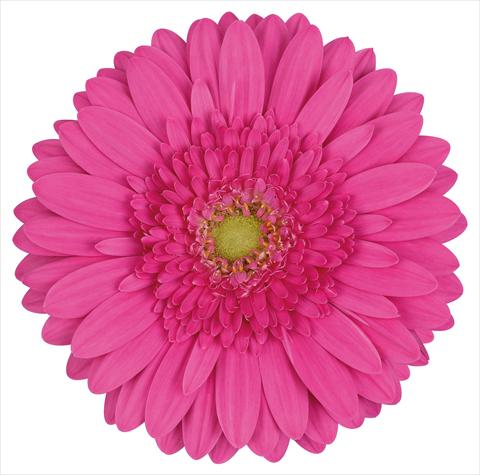 photo of flower to be used as: Cutflower Gerbera jamesonii Cacharelle®