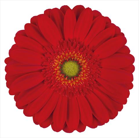 photo of flower to be used as:   Gerbera jamesonii Gallardo®