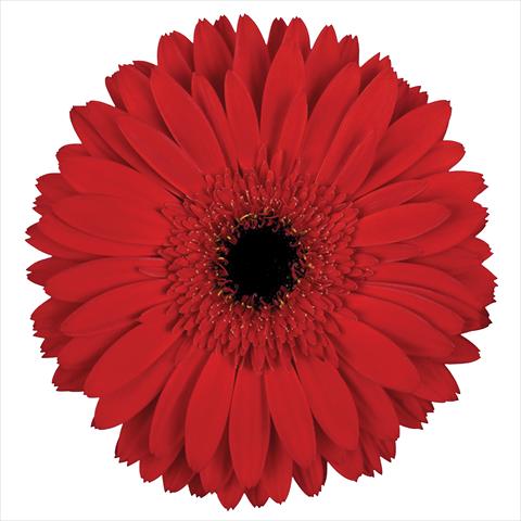 photo of flower to be used as:   Gerbera jamesonii Inferno®