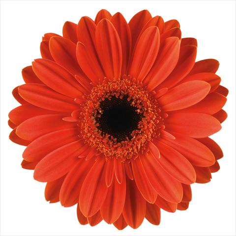 photo of flower to be used as:   Gerbera jamesonii Walhalla®