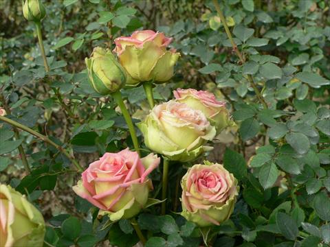 photo of flower to be used as: Bedding / border plant Rosa paesaggistica Donne d