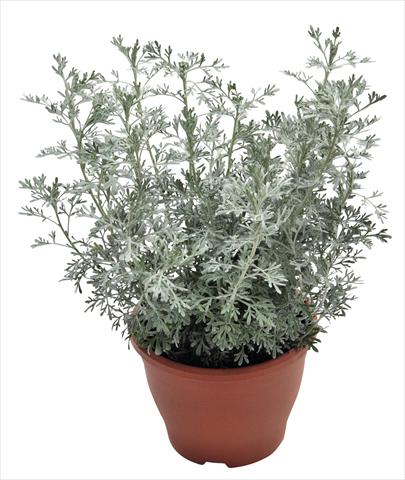 photo of flower to be used as: Bedding / border plant Artemisia RED FOX Parfum d Ethiopia