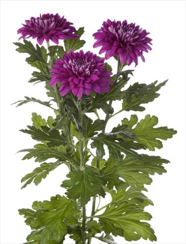 photo of flower to be used as: Pot and bedding Chrysanthemum Desna Dark