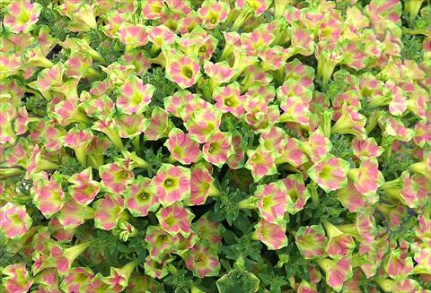 photo of flower to be used as: Pot, bedding, patio, basket Petunia Kermit Piggy