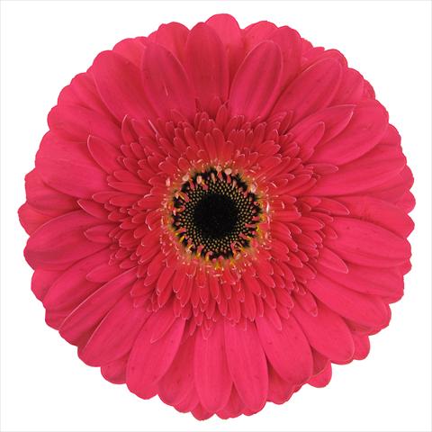photo of flower to be used as: Pot Gerbera jamesonii Presto®