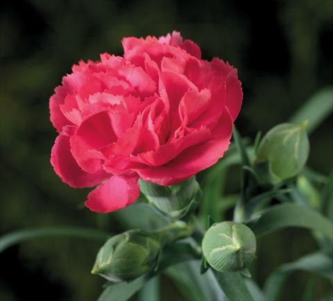 photo of flower to be used as: Basket / Pot Dianthus Sublime Rose