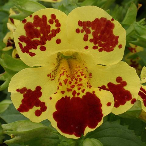 photo of flower to be used as: Basket / Pot Mimulus x hybrida F.1 Maximus Yellow Blotch