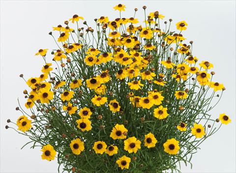 photo of flower to be used as: Pot and bedding Coreopsis auriculata f. nana Highland Gold
