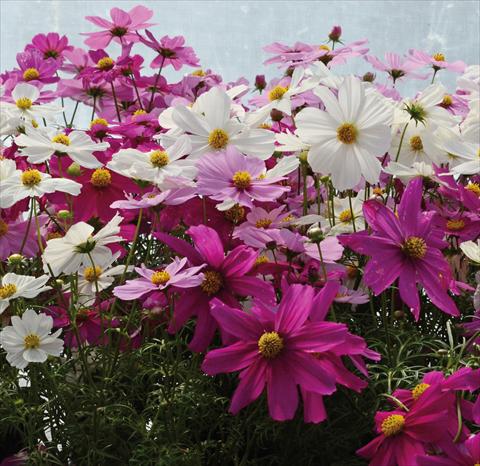 photo of flower to be used as: Pot and bedding Cosmos bipinnatus Mix