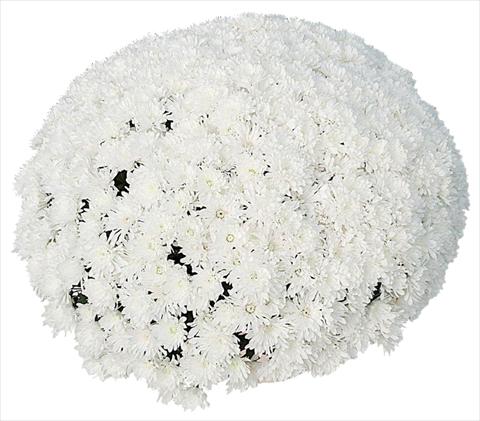 photo of flower to be used as: Pot and bedding Chrysanthemum Frigo Blanc