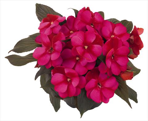 photo of flower to be used as: Pot, bedding, patio, basket Impatiens N. Guinea RED FOX Petticoat Blue Star 2014