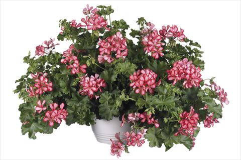 photo of flower to be used as: Pot Pelargonium peltatum Grand Idols Red Bicolor Improved