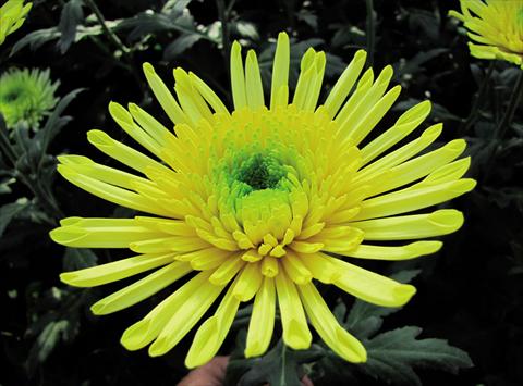 photo of flower to be used as: Cutflower Chrysanthemum Yarada