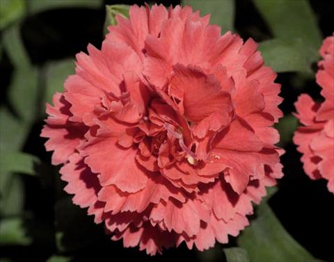 photo of flower to be used as: Pot Dianthus caryophyllus Super Trouper® Diogenes