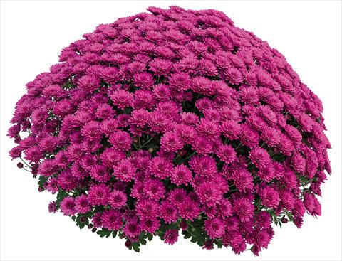 photo of flower to be used as: Pot Chrysanthemum Atol Violet