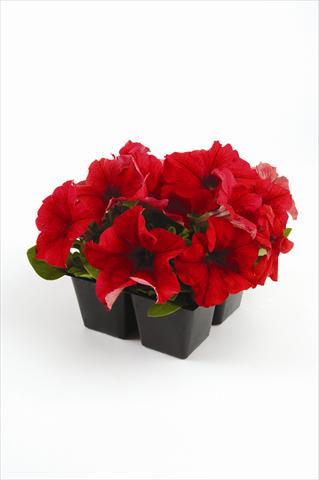 photo of flower to be used as: Bedding pot or basket Petunia grandiflora Pacta Parade Red
