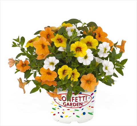 photo of flower to be used as: Basket / Pot 3 Combo RED FOX Confetti Garden Hawaiian Fruit Bowl