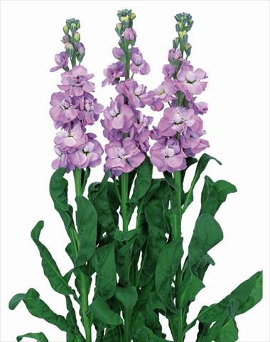 photo of flower to be used as: Pot and bedding Matthiola incana Iron Marine