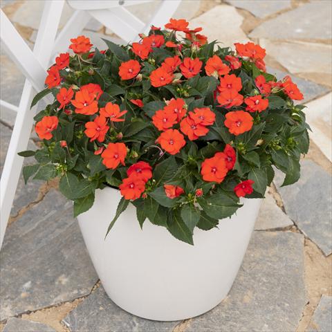 photo of flower to be used as: Pot and bedding Impatiens hybrida Sunpatiens Compact Electric Orange