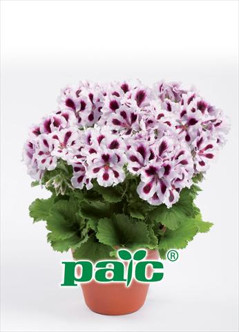 photo of flower to be used as: Pot Pelargonium grandiflorum pac® Aristo Purple Stripes