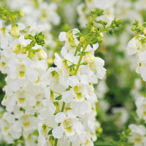 photo of flower to be used as: Pot and bedding Angelonia angustifolia Serena White
