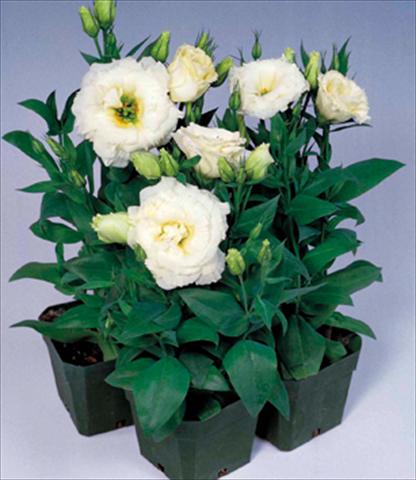 photo of flower to be used as: Pot Lisianthus (Eustoma grandiflorum) Matador White