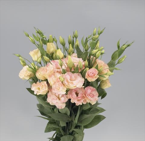 photo of flower to be used as: Cutflower Lisianthus F.1 Magic Champagne