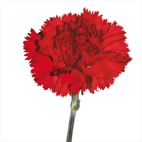 photo of flower to be used as: Cutflower Dianthus caryophyllus Garofani standard Casanova