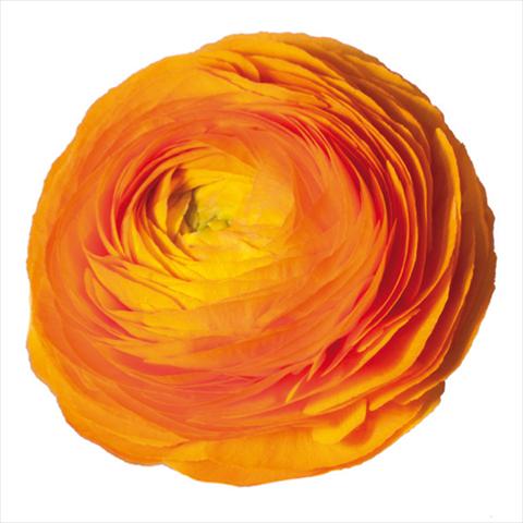 photo of flower to be used as: Cutflower Ranunculus asiaticus Elegance® Clementine 38-10