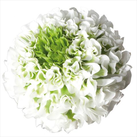 photo of flower to be used as: Cutflower Ranunculus asiaticus Pon-Pon® Igloo