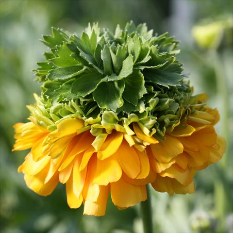 photo of flower to be used as: Cutflower Ranunculus asiaticus Elegance® Arancio Festival®