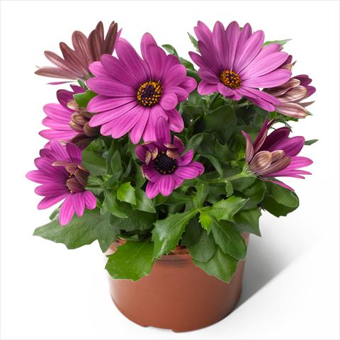 photo of flower to be used as: Pot, bedding, patio Osteospermum ecklonis Scirocco Lavender