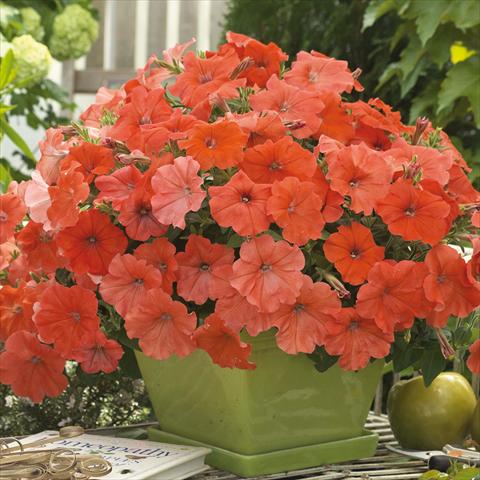 photo of flower to be used as: Pot, bedding, patio Petunia hybrida African Sunset