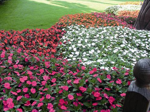 photo of flower to be used as: Bedding / border plant Impatiens N. Guinea SunPatiens®
